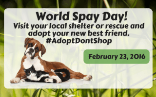 World Spay Day!