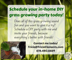 DIY grass growing party!