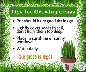 Grass Growing Tips
