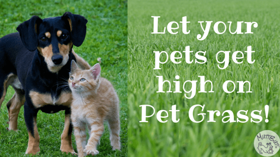 Let your pets get high on Pet Grass!