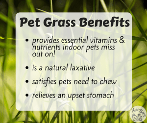 Pet Grass Benefits