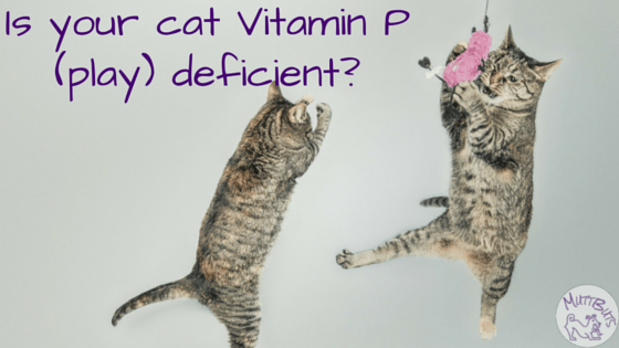 Is your cat Vitamin P (play) deficient-