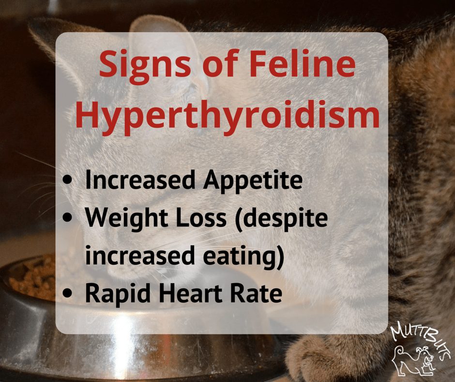 Signs of Feline Hyperthyroidism