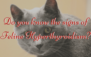 Do you know the signs of Feline Hyperthyroidism