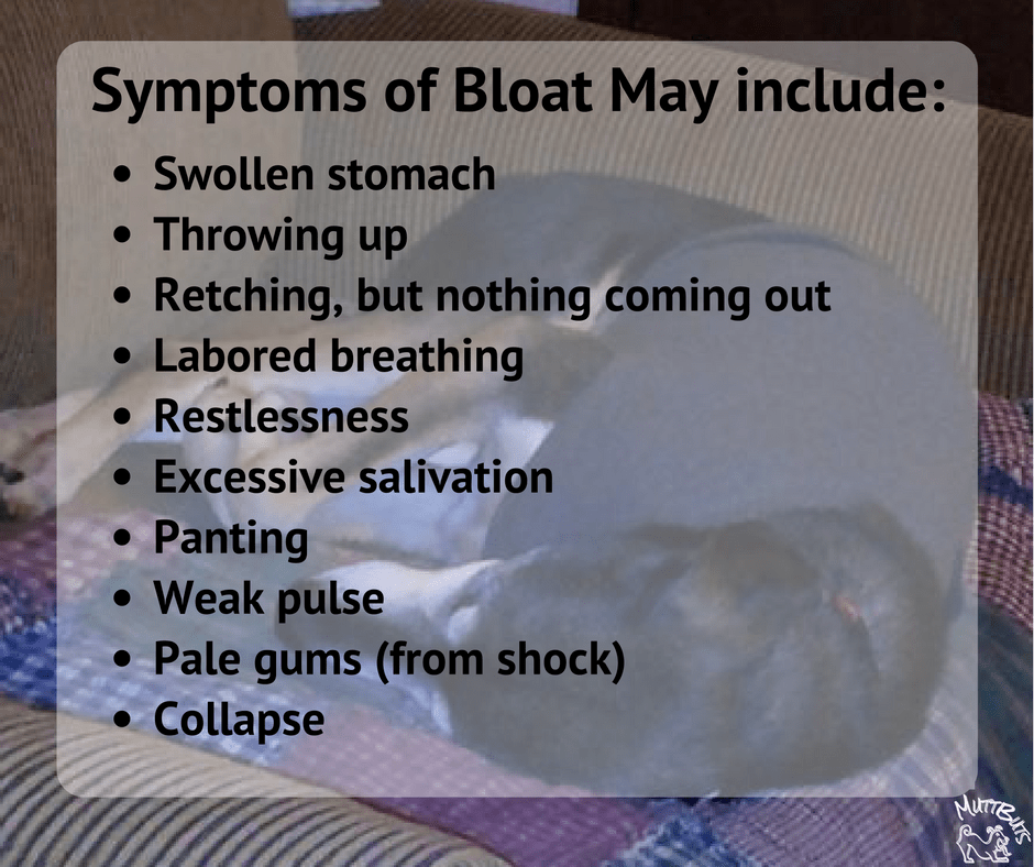 Bloat Symptoms