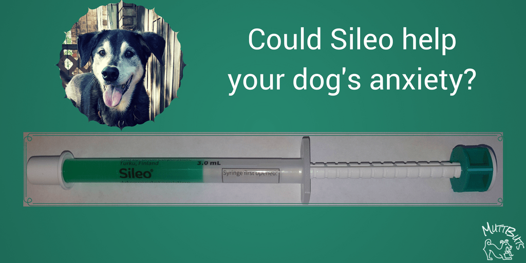 Could Sileo help your dog's anxiety