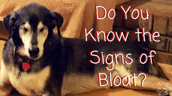 do-you-know-the-signs-of-bloat