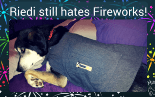 Riedi still hates Fireworks!!