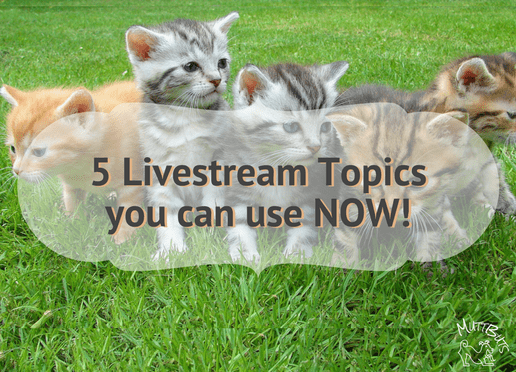 Photo of Kittens featuring 5 Livestream Topics