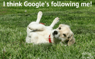 Cute yellow lab dog, I think Google's following me
