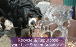 Cute dog drinking from fountain, repurpose live stream