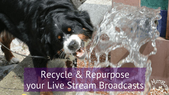Cute dog drinking, repurpose live stream