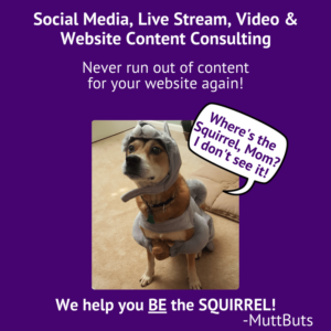 Cute dog dressed as squirrel, Social Media, Live Stream Video & Website Content Consulting