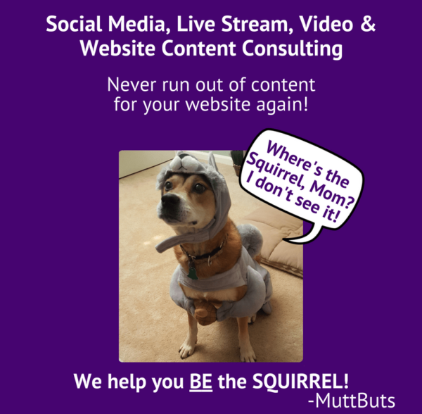 Cute dog dressed as squirrel, Social Media, Live Stream Video & Website Content Consulting