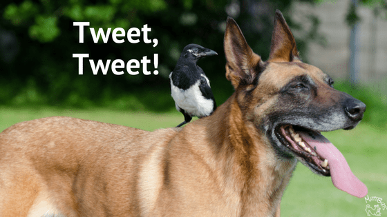 Dog with Bird sitting on it's shoulders, Tweet, Tweet!