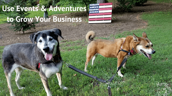 Cute Dogs & Patriotic Flag, Events and Adventures to grow your business