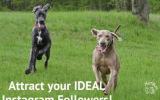 Cure Dogs Running, Attract ideal Instagram Followers