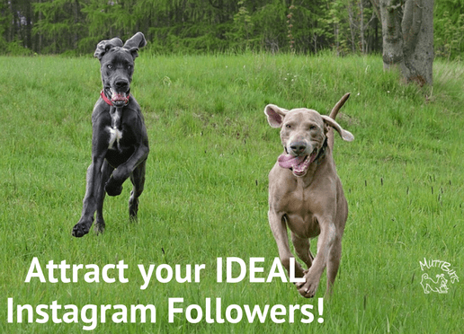 Cure Dogs Running, Attract ideal Instagram Followers