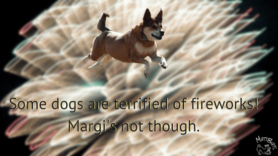 Dogs are terrified of fireworks, Cute dog