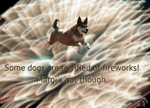 Dogs are terrified of Fireworks, Cute Dog