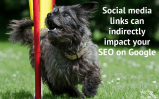 Social media links can indirectly impact your SEO on Google, Cute dog