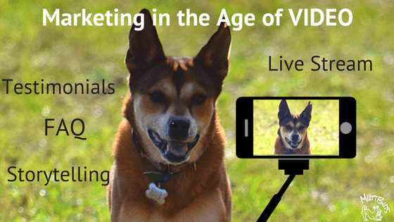 Cute dog on video, Marketing in the Age of VIDEO