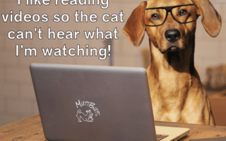 Cute dog with glasses watching video on computer