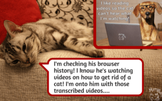 Cute dog and cat meme re transcribed videos