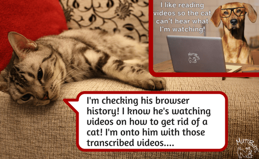 Cute dog and cat meme re transcribed videos