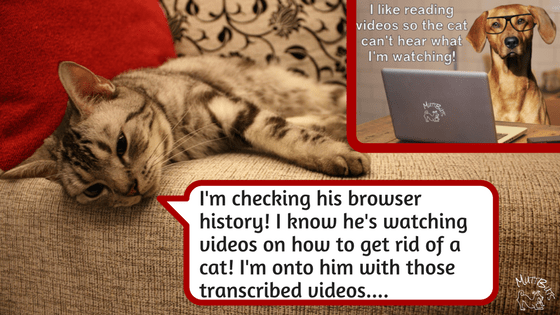 Cute dog and cat meme re transcribed videos