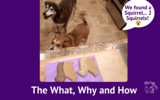 Cute dogs with squirrel treats, curated content
