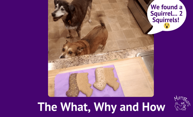 Cute dogs with squirrel treats, curated content