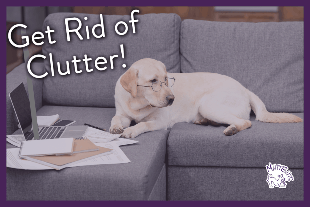 yellow lab with glasses on sofa with laptop and papers